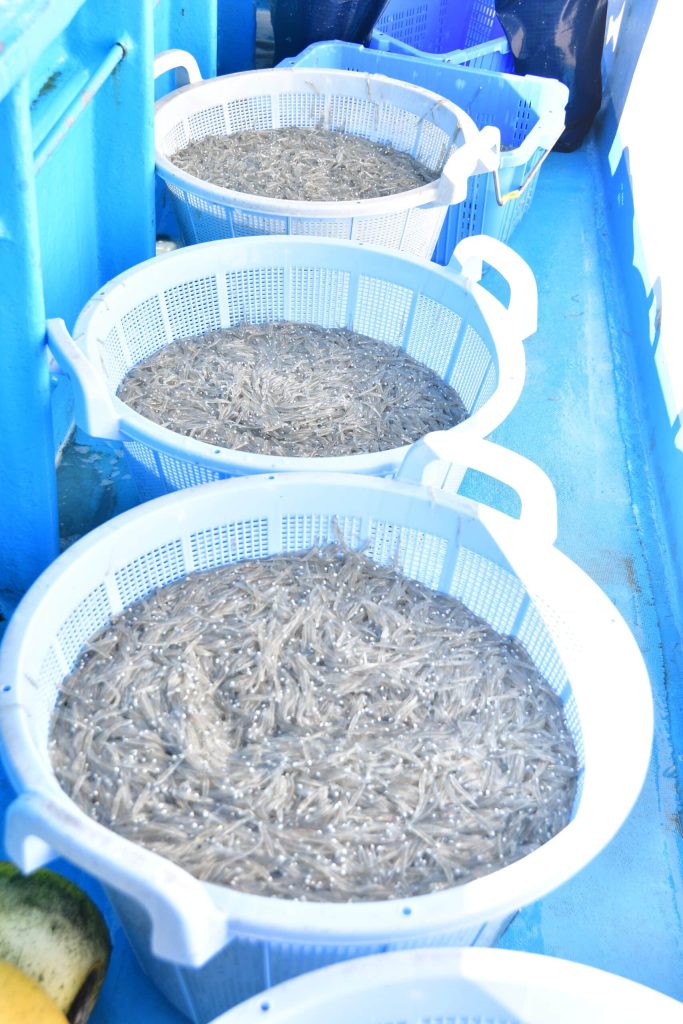 漁業体験で漁獲したしらすの写真