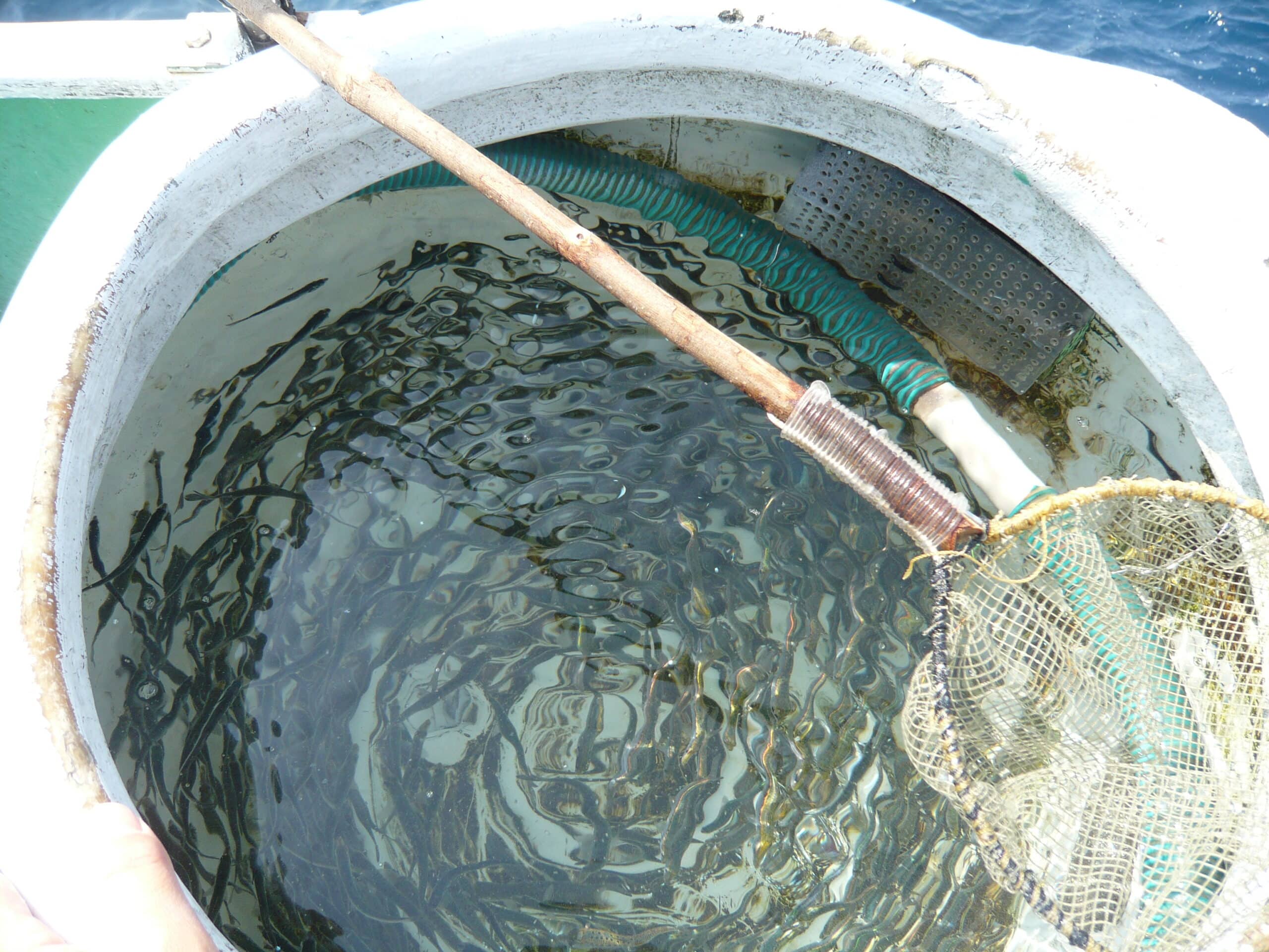 稚魚