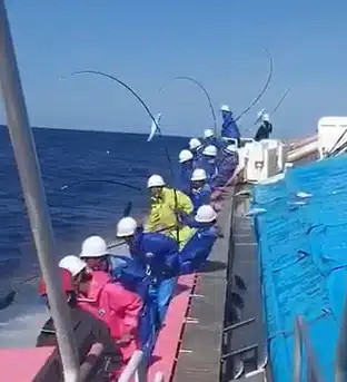 近海カツオ一本釣り